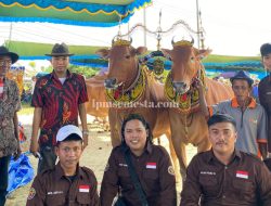 Wujud Komitmen Budaya: Himapet Unira Turut Sukseskan Kontes Sapi Sonok Pamekasan