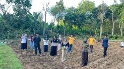 Mahasiswa KKN-K UM–UNIRA Belajar Kehidupan Petani Tembakau di Desa Pagendingan