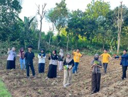 Mahasiswa KKN-K UM–UNIRA Belajar Kehidupan Petani Tembakau di Desa Pagendingan